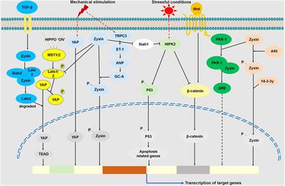 The role of zyxin in signal transduction and its relationship with diseases